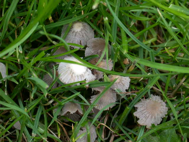 Coprinellus disseminatus